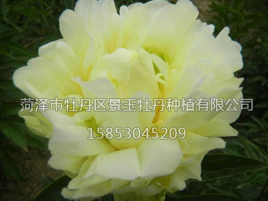 黃金輪，芍藥.jpg